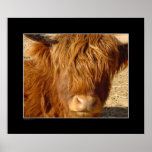 Print - Highland Cattle
