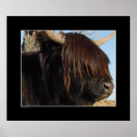 Print - Highland Cattle