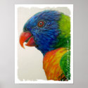 Print - Rainbow Lory
