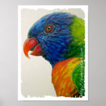 Print - Rainbow Lory