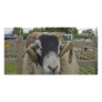 Prize Ram Photo Cards