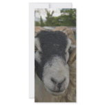 Prize Ram rack cards