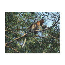 Proboscis Monkey Postcard