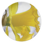 Profile - Bright Yellow Daffodil Dinner Plates
