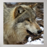 Profile of a Wolf Poster