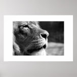 Profile of Lion Print