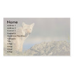 profile or business card, coyote