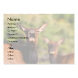 profile or business card, elk