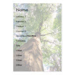 profile or business card, old growth tree