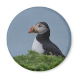 Profile Puffin Magnets