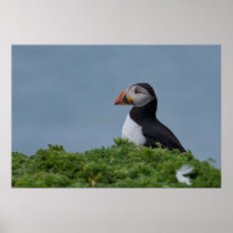 Profile Puffin Poster