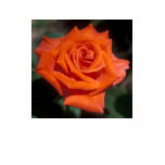 Prominent Rose t-shirts