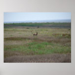 Pronghorn_8_9_2007 posters
