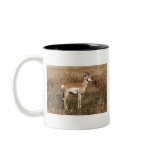 Pronghorn Antelope in a Field mugs