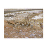 Pronghorn Mob Post Cards