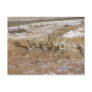 Pronghorn Mob Post Cards