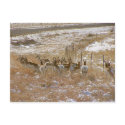 Pronghorn Mob postcards