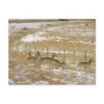 Pronghorns Probing Fence Post Cards