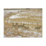 Pronghorns Probing Fence Post Cards