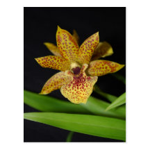 Propetalum rare orchid postcard