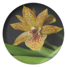 Propetalum wild orchid party plate