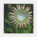 Protea Bloom - Maui flowers Fridge Magnets