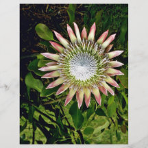 Protea Bloom - Maui Flyers