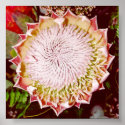 Protea Flower posters