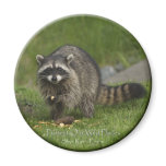 "PROTECT OUR WILD PLACES" Racoon Magnets