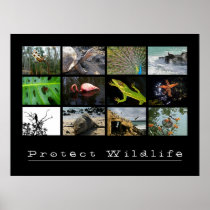 Protect Wildlife