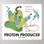 Protein Producer (Molecular Biology) posters