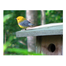 Prothonotary Claims Box Postcard
