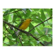 Prothonotary Male Postcard