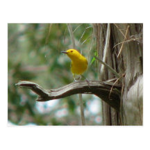 Prothonotary on Snag Postcard