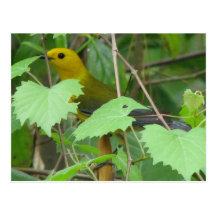 Prothonotary Peeking Postcard