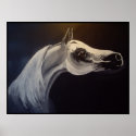 Proud Arabian Stallion posters
