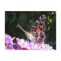 Proud Butterfly ~ postcard