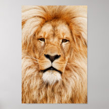 Proud Lion Portrait Print