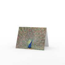 Proud Peacock Greeting Cards