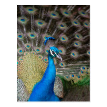 Proud Peacock Post Card