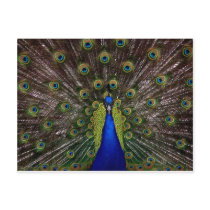 Proud Peacock Postcards