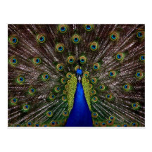 Proud Peacock Postcards