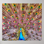 Proud Peacock Poster or Print