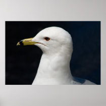 Proud Seagull Poster