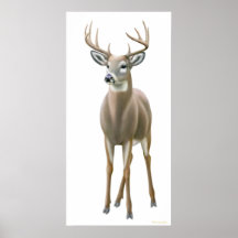 Proud Whitetail Buck Print