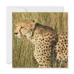 Prowling Cheetah Invitations