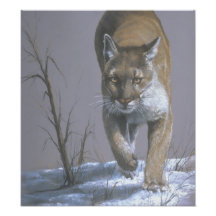 Prowling Cougar Art Poster Photograph