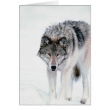 Prowling Wolf Card