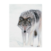 Prowling Wolf Post Cards