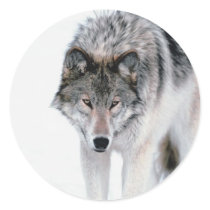 Prowling Wolf Stickers